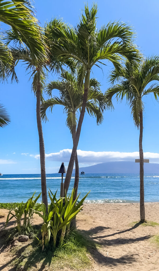 Screenshot of iPhone video of palm trees and ocean in Lahaina, Hawaii