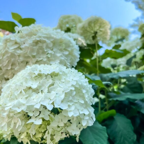 white Hydrangeas