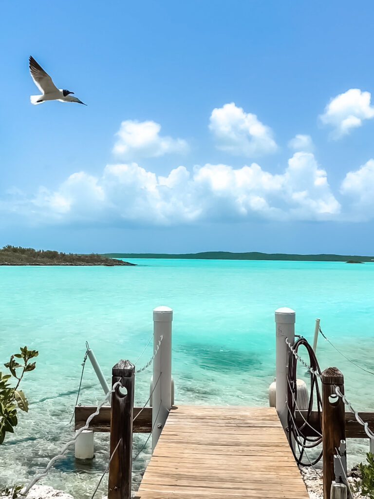 iPhone screenshot of  bird flying over ocean in Turks and Caicos